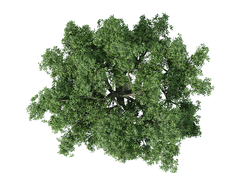 Деревья сверху