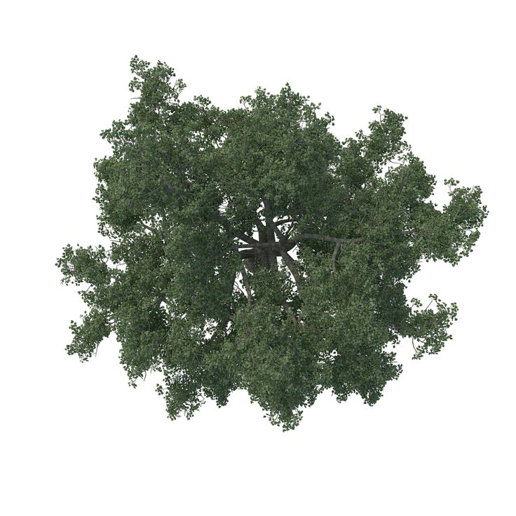 Деревья вид сверху на прозрачном фоне