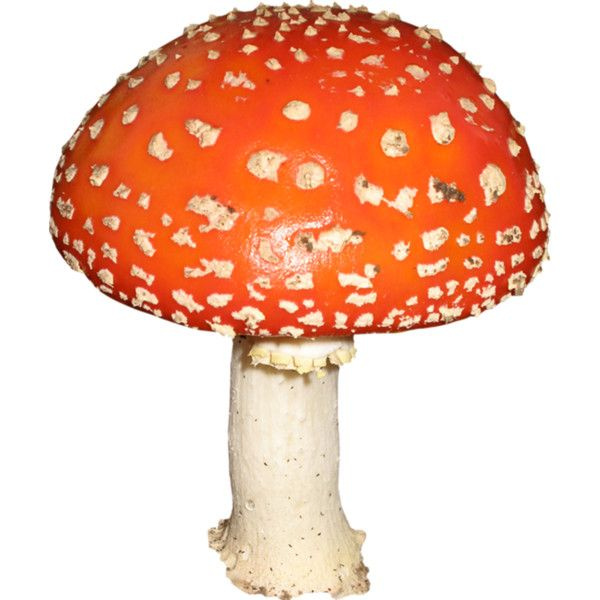 Гриб мухомор на белом фоне
