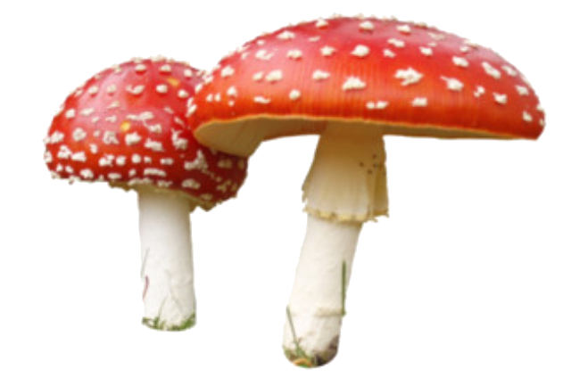Мухомор белый (Amanita Verna)