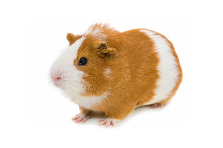 Морская Свинка в живом уголке