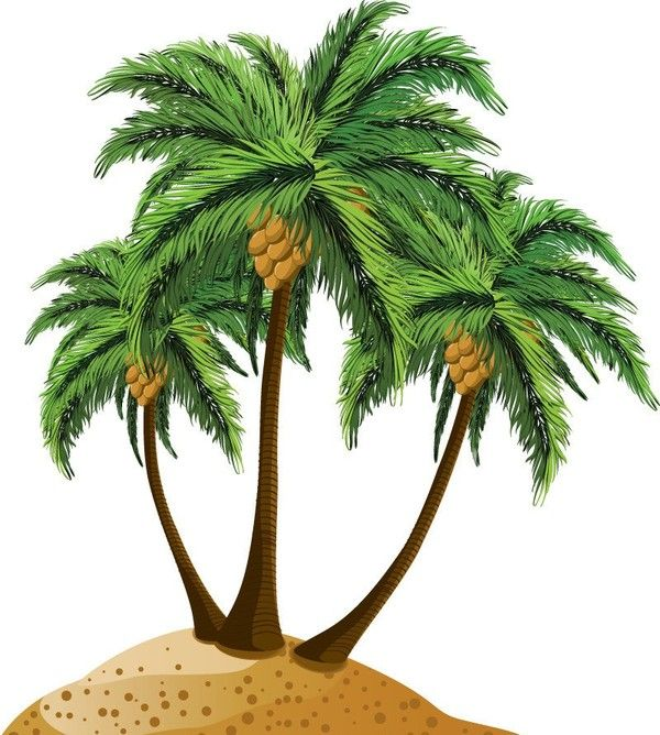 Пальма на белом фоне