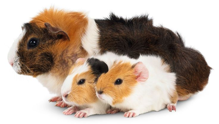 Морская Свинка скинни