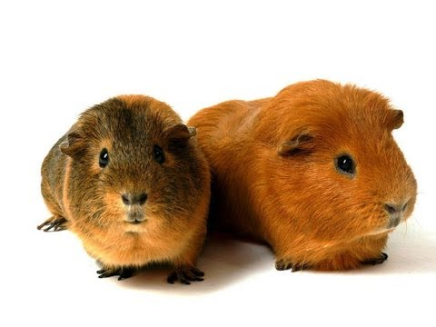 Морская Свинка на прозрачном фоне