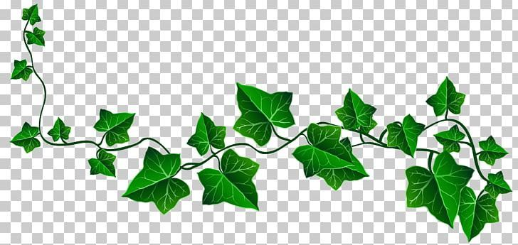 Вьюны вьющиеся растения плющ