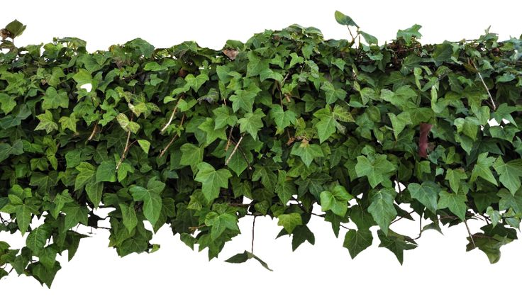 Плющ обыкновенный куст