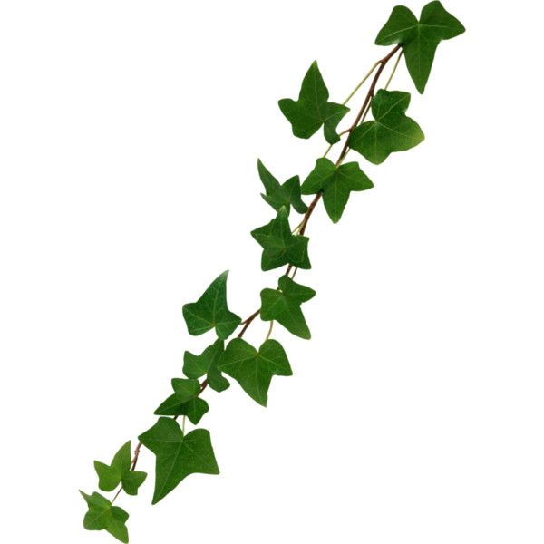 Плющ зеленый Хедера