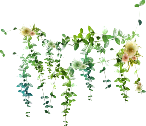 Плющ Вьюнок