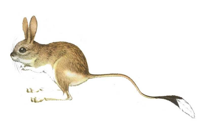 Тушканчик Земляной заяц