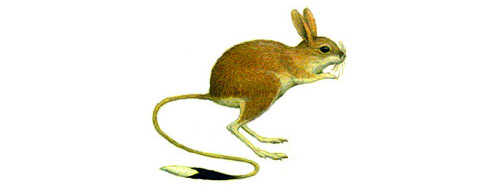 Карликовый тушканчик на белом фоне