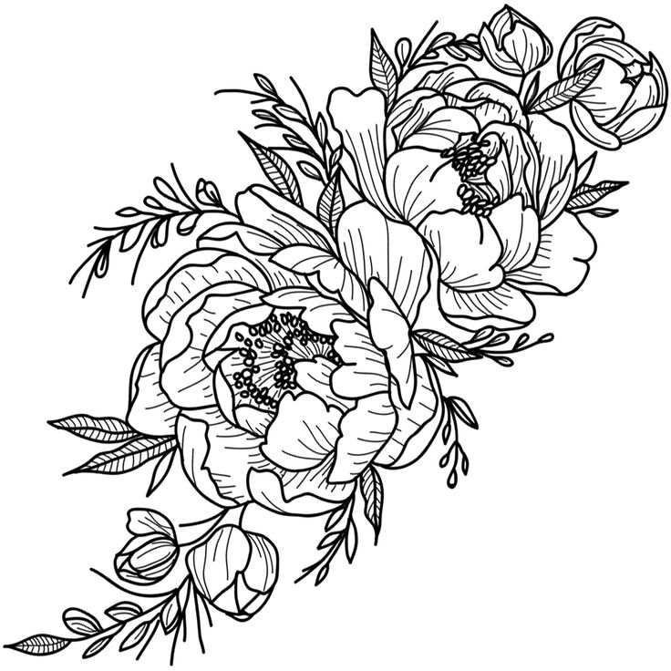 Пионы лайнарт