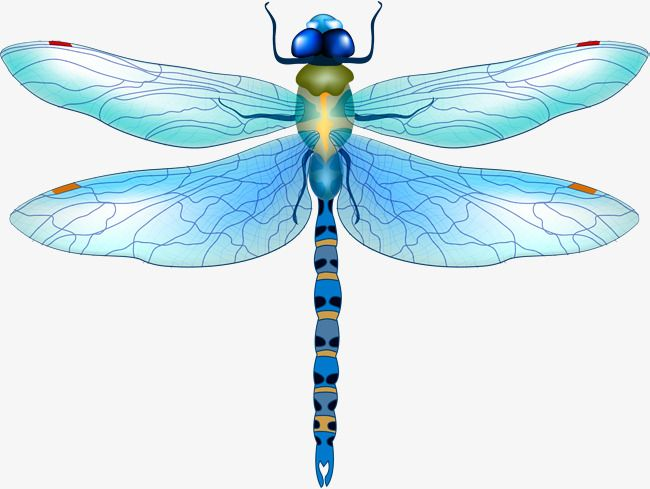 Стрекоза рисунок
