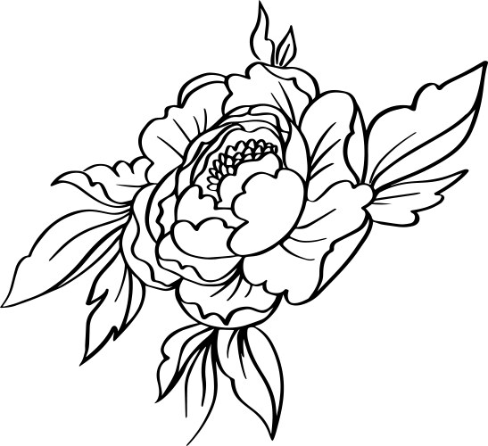 Пионы контур