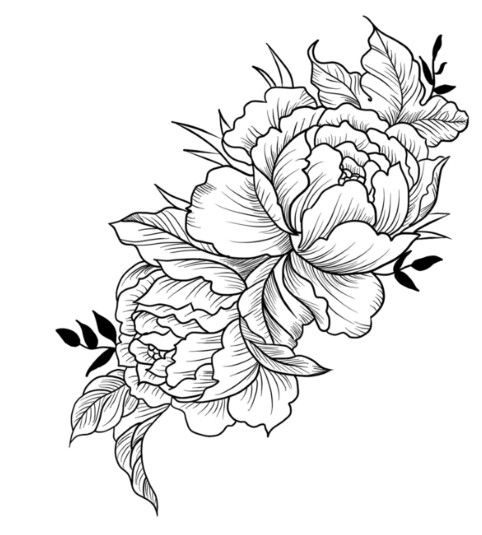 Пионы эскиз контурные