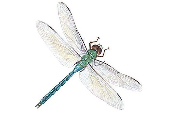 Стрекоза для дошкольников