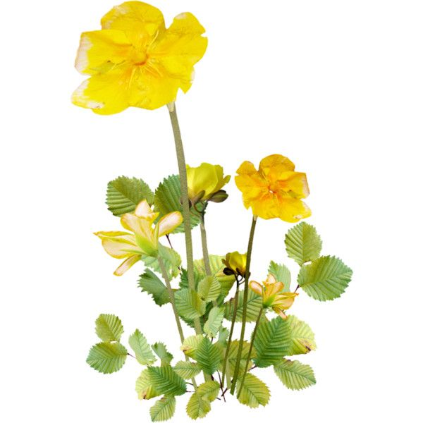 Желтые цветы на белом фоне