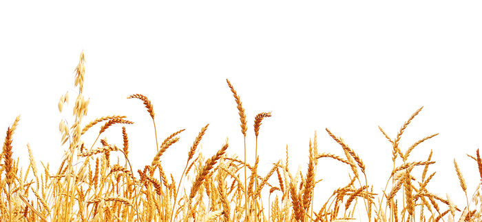 Пшеница рожь на белом фоне