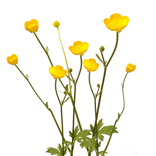 Лютик Луговой