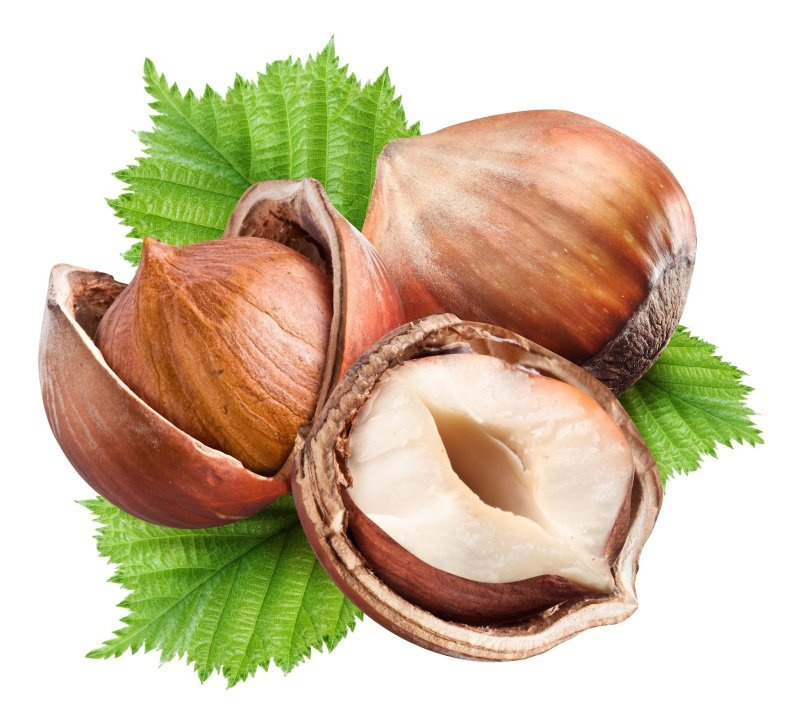 Лесной орех лещина