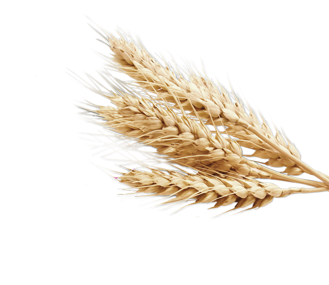 Пшеничный колосок
