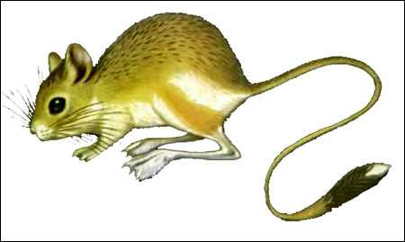 Тушканчик на белом фоне