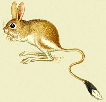 Животные степи тушканчик