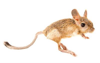 Египетский тушканчик