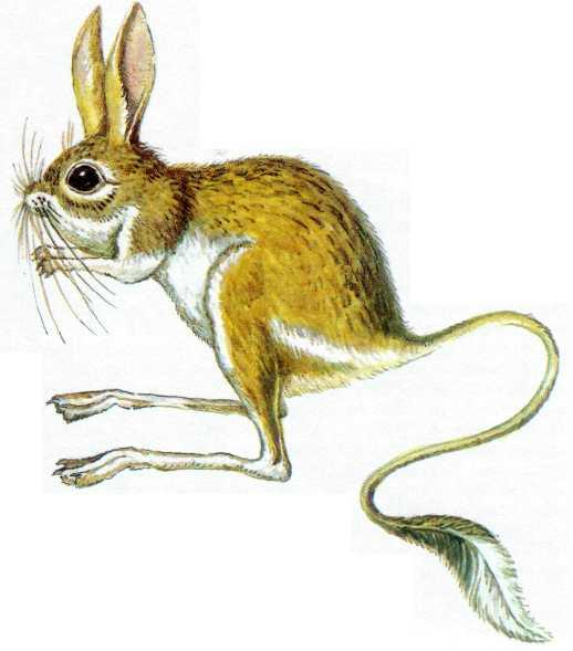 Тушканчик рисунок