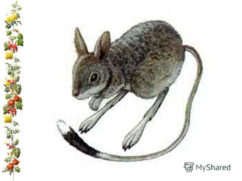 Тушканчик на прозрачном фоне