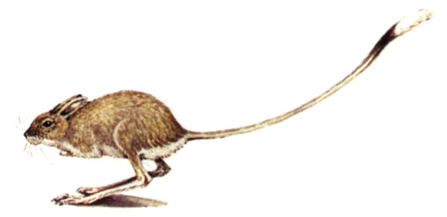 Большой тушканчик