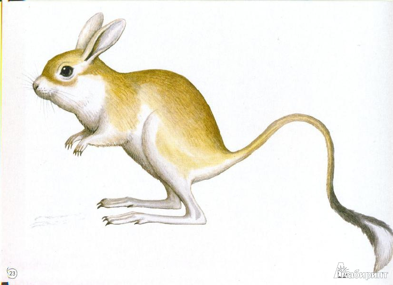 Большой тушканчик