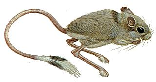 Большой тушканчик