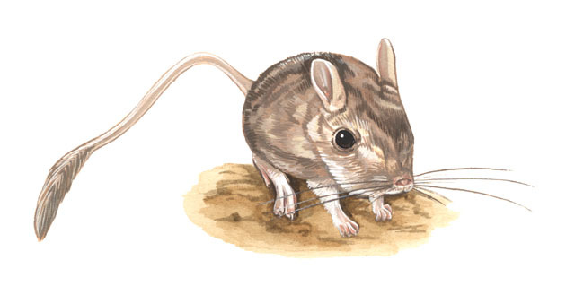 Тушканчик вектор