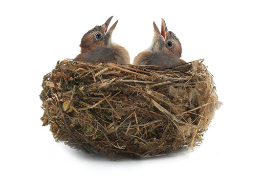 Птенец на белом фоне