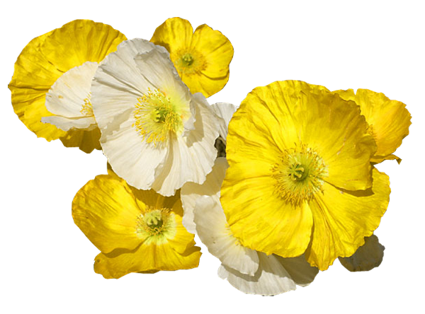 Лютик без фона