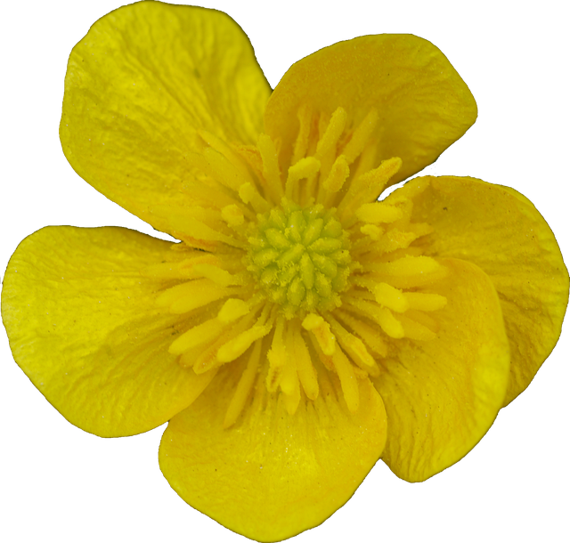 Лютик на белом фоне