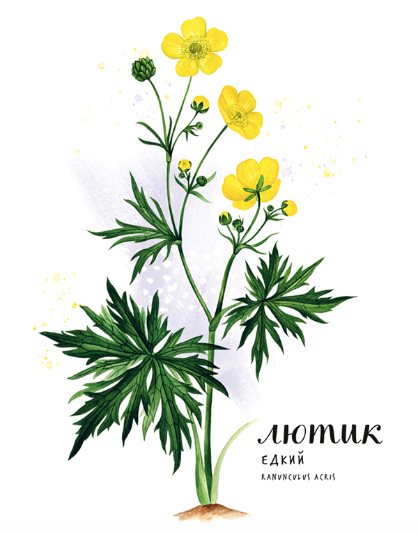 Лютик едкий букет