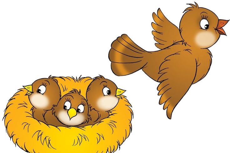 Гнездо с птенцами на прозрачном фоне