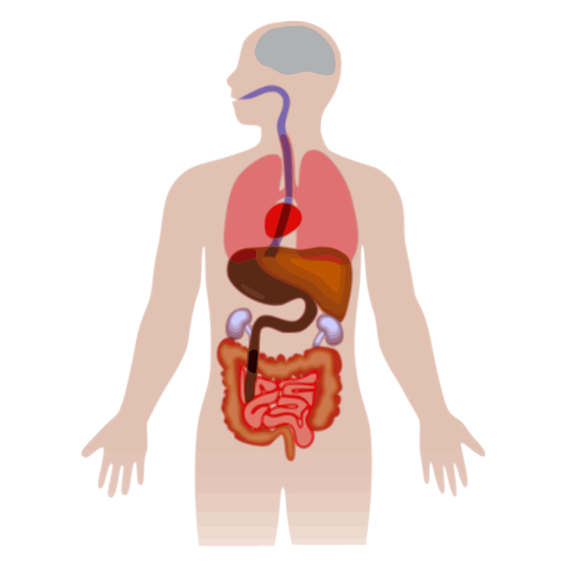 Контур человека с внутренними органами