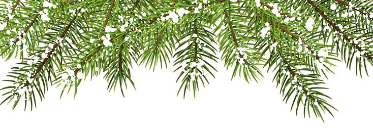 Еловые ветки на прозрачном фоне