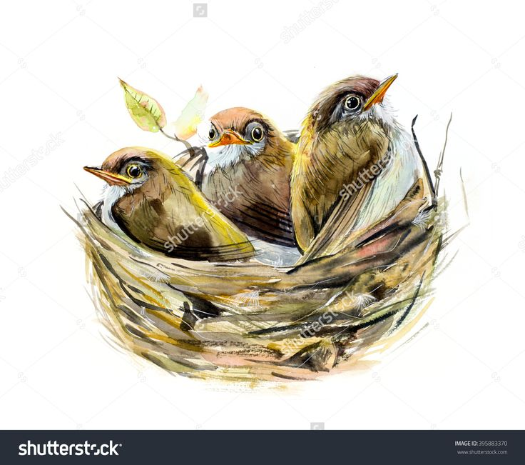 Птенцы в гнезде акварель