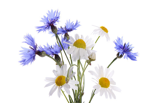 Букет ромашки васильки