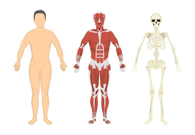 Скелет человека с мышцами