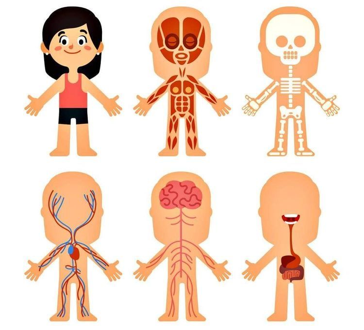 Строение тела для детей