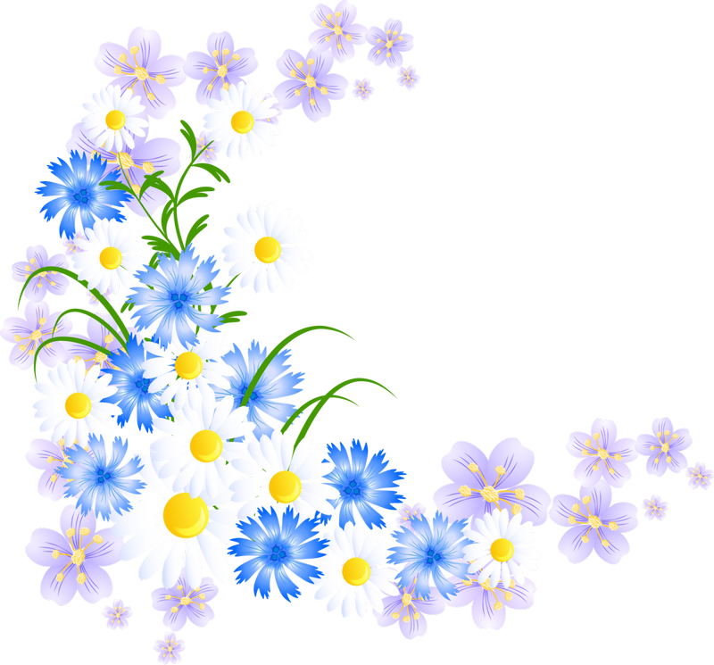 Полевые цветы без фона