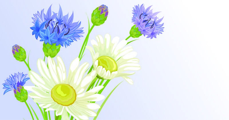 Васильки на белом фоне