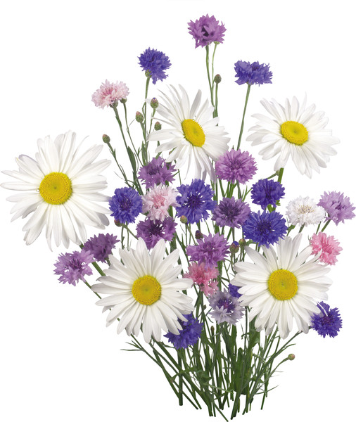 Полевые цветы на белом фоне