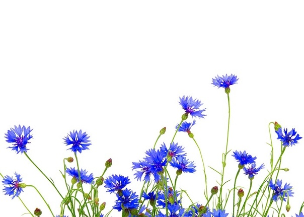 Василек синий Корнфловер