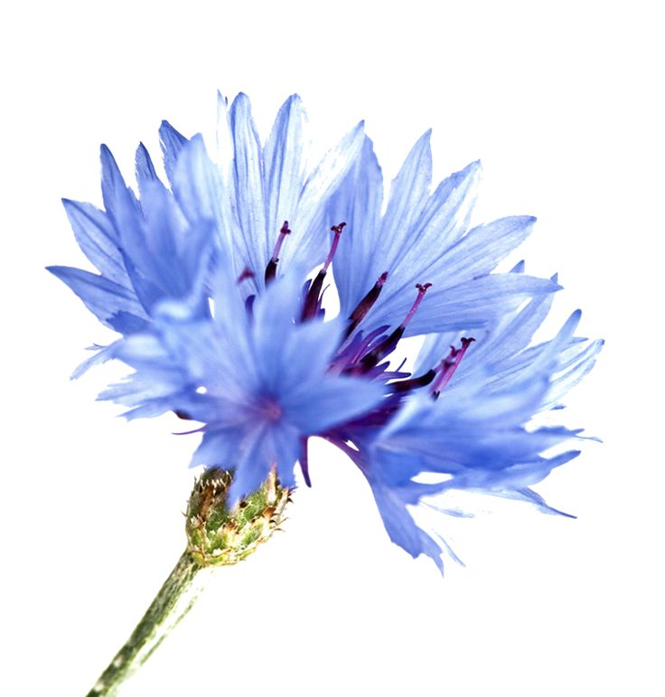 Василек бутон