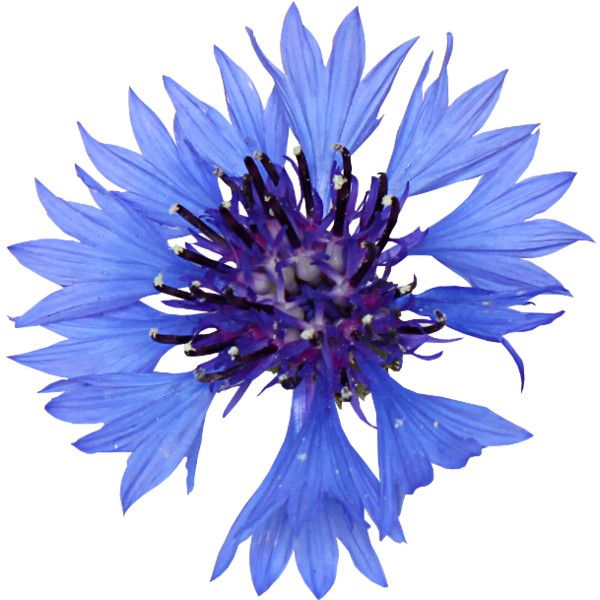 Василёк синий